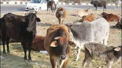 The cattle, valued at ₹15 lakh, were shifted to a ‘gaushala’ at Nimrani in Khargone, Madhya Pradesh. (Picture for representational purpose only) The cattle, valued at ₹15 lakh, were shifted to a ‘gaushala’ at Nimrani in Khargone, Madhya Pradesh. (Picture for representational purpose only)