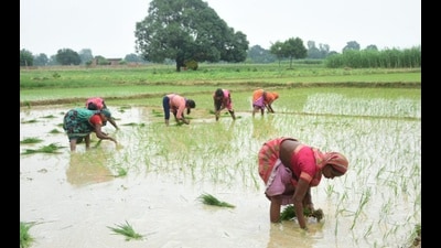Women farmers working in their fields in Prayagraj. (HT FIle) Women farmers working in their fields in Prayagraj. (HT FIle)