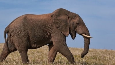 The elephant attacked the vehicle when it was parked. The elephant attacked the vehicle when it was parked.