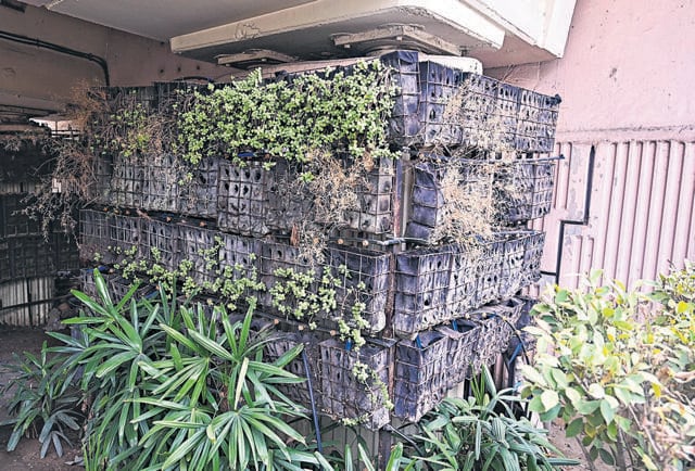 The under-flyover vertical garden at Savitri lies abandoned, with dead plants marring the once-green space. (Vipin Kumar/HT Photo) The under-flyover vertical garden at Savitri lies abandoned, with dead plants marring the once-green space. (Vipin Kumar/HT Photo)