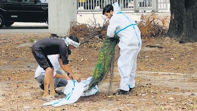 A dead peacock being given a burial. (HT Photo) A dead peacock being given a burial. (HT Photo)