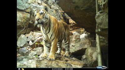 A tiger spotted in Lalitpur forests through trap cameras. (Sourced)