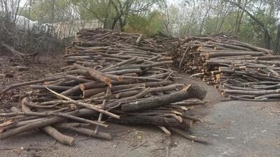 The Gautam Budh Nagar forest department registered a case against the private company under the Tree Protection Act, 1976, around two weeks ago for allegedly cutting around 1,000 trees without obtaining permission from the department. (HT PHoto) The Gautam Budh Nagar forest department registered a case against the private company under the Tree Protection Act, 1976, around two weeks ago for allegedly cutting around 1,000 trees without obtaining permission from the department. (HT PHoto)