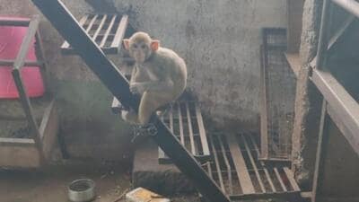 The animals have been admitted to the RESQ facility in Bavdhan for further treatment, and the forest department has registered an offence against one person. (SOURCED) The animals have been admitted to the RESQ facility in Bavdhan for further treatment, and the forest department has registered an offence against one person. (SOURCED)