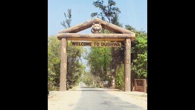 Tiger reserve witnesses massive 54% increase in domestic tourists and 156% in foreign tourists. (Sourced) Tiger reserve witnesses massive 54% increase in domestic tourists and 156% in foreign tourists. (Sourced)