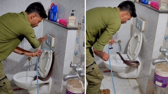 A cobra was found inside a commode in Indore, Madhya Pradesh, (Instagram/@rajesh_indori_snake_rescuer_)