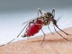 Bengaluru has recorded 2,447 dengue cases in the last six months, with Mahadevapura and East zones reporting the highest numbers. (HT File Photo)