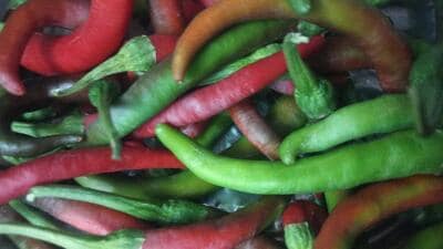 Chilli, also called “red pepper”, was an important crop in India and was grown for its pungent fruits, which were used both green and ripe (the latter usually in the dried form) to impart pungency to the food. It was introduced from tropical South America in the seventeenth century and was grown in all parts of India. (REPRESENTATIVE PHOTO/WIKIMEDIA) Chilli, also called “red pepper”, was an important crop in India and was grown for its pungent fruits, which were used both green and ripe (the latter usually in the dried form) to impart pungency to the food. It was introduced from tropical South America in the seventeenth century and was grown in all parts of India. (REPRESENTATIVE PHOTO/WIKIMEDIA)