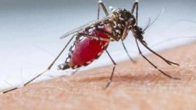 Bengaluru has recorded 2,447 dengue cases in the last six months, with Mahadevapura and East zones reporting the highest numbers. (HT File Photo) Bengaluru has recorded 2,447 dengue cases in the last six months, with Mahadevapura and East zones reporting the highest numbers. (HT File Photo)