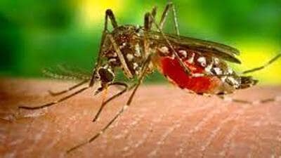 Earlier on June 20-21, Zika virus infection was reported in a 46-year-old doctor from Erandwane and his 15-year-old daughter. (HT PHOTO) Earlier on June 20-21, Zika virus infection was reported in a 46-year-old doctor from Erandwane and his 15-year-old daughter. (HT PHOTO)