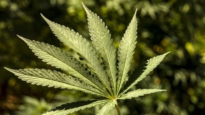 Brazil’s Supreme Court decriminalises possession of marijuana for personal use (AFP) Brazil’s Supreme Court decriminalises possession of marijuana for personal use (AFP)
