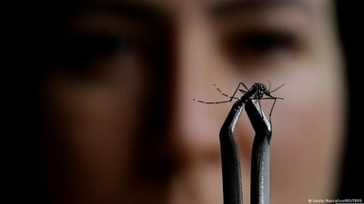 A case of the mosquito-borne Oropouche fever has been detected in Italy. (DW/Ueslei Marcelino/REUTERS) A case of the mosquito-borne Oropouche fever has been detected in Italy. (DW/Ueslei Marcelino/REUTERS)