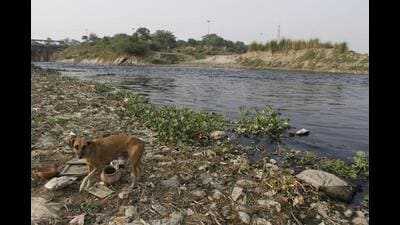 The notices have also asked these local bodies to submit a short-term plan for the mitigation of pollution in the Indrayani, Bhima and Nira rivers for which they are primarily responsible. (HT PHOTo) The notices have also asked these local bodies to submit a short-term plan for the mitigation of pollution in the Indrayani, Bhima and Nira rivers for which they are primarily responsible. (HT PHOTo)