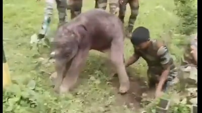 Snapshot of the forest officials helping the baby elephant. (X/@supriyasahuias) Snapshot of the forest officials helping the baby elephant. (X/@supriyasahuias)