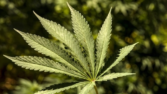 Brazil’s Supreme Court decriminalises possession of marijuana for personal use (AFP)