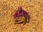Maize, or corn, the third most-grown cereal, has emerged as a strategically important commercial crop in the country because of its use in making ethanol, which is blended with petrol (HT)