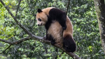 In this photo released by Xinhua News Agencym, giant panda Xin Bao is seen on a tree at the Bifengxia Panda Base of the China Conservation and Research Center for the Giant Panda in Yanan, southwest China's Sichuan Province on April 18, 2024. (AP) In this photo released by Xinhua News Agencym, giant panda Xin Bao is seen on a tree at the Bifengxia Panda Base of the China Conservation and Research Center for the Giant Panda in Yanan, southwest China's Sichuan Province on April 18, 2024. (AP)