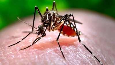 Two Zika virus cases reported in Pune: Health experts warn of long-term infection risks (ANI Photo) Two Zika virus cases reported in Pune: Health experts warn of long-term infection risks (ANI Photo)