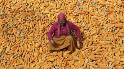 Maize, or corn, the third most-grown cereal, has emerged as a strategically important commercial crop in the country because of its use in making ethanol, which is blended with petrol (HT)
