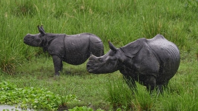 Morigaon: One-horned rhinoceroses graze amid rains at the Pobitora Wildlife Sanctuary, in Morigaon district of Assam, Sunday, June 16, 2024. (PTI Photo)(PTI06_16_2024_000138B) (PTI) Morigaon: One-horned rhinoceroses graze amid rains at the Pobitora Wildlife Sanctuary, in Morigaon district of Assam, Sunday, June 16, 2024. (PTI Photo)(PTI06_16_2024_000138B) (PTI)