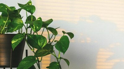 5. Pothos: This speckled climber plant is like an easy-going friend who can keep up with all of your personalities. If you are lazy and looking for a hassle-free plant that can match your slouching posture after hours of scrolling, Pothos is calling you. (Pexels) 5. Pothos: This speckled climber plant is like an easy-going friend who can keep up with all of your personalities. If you are lazy and looking for a hassle-free plant that can match your slouching posture after hours of scrolling, Pothos is calling you. (Pexels)