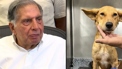 Ratan Tata shared a picture of a seven-month-old dog (R). He urged Mumbai to help him find a blood donor for the dog. (Instagram/ratantata ) Ratan Tata shared a picture of a seven-month-old dog (R). He urged Mumbai to help him find a blood donor for the dog. (Instagram/ratantata )