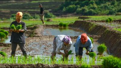 The PAU asked farmers to defer sowing of long-duration paddy until July. (ANI) The PAU asked farmers to defer sowing of long-duration paddy until July. (ANI)