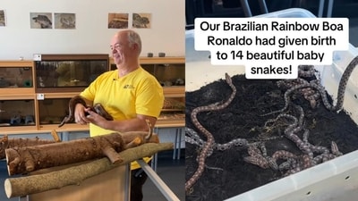 The image shows the 14 snakelets a snake gave birth to in a rare incident. (Instagram/@yourcopc) The image shows the 14 snakelets a snake gave birth to in a rare incident. (Instagram/@yourcopc)