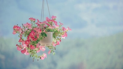 Hanging plants are potted in hanging baskets or pots, which are suspended from walls or beams. The plants overflow, dangling downwards like green jewels. The downward droop of the foliage upgrades the bleak cityscape from your windows, adding a touch of nature's serenity to your life. Here are some must-have hanging plants for your home. ((Pexels)) Hanging plants are potted in hanging baskets or pots, which are suspended from walls or beams. The plants overflow, dangling downwards like green jewels. The downward droop of the foliage upgrades the bleak cityscape from your windows, adding a touch of nature's serenity to your life. Here are some must-have hanging plants for your home. ((Pexels))