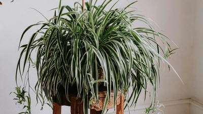 2. Spider Plant: Aptly named, Spider Plant is a strong contender for sci-fi movies. The dense, yellow-streaked foliage sprouts baby spider plants, also known as ‘spiderettes’ from the ends of the long, coiling stems. Cut these baby plants and plant them elsewhere, and boom! You have a new spider plant to gift your bestie in no time. Yeah, talk about some serious sci-fi cloning! (Pexels) 2. Spider Plant: Aptly named, Spider Plant is a strong contender for sci-fi movies. The dense, yellow-streaked foliage sprouts baby spider plants, also known as ‘spiderettes’ from the ends of the long, coiling stems. Cut these baby plants and plant them elsewhere, and boom! You have a new spider plant to gift your bestie in no time. Yeah, talk about some serious sci-fi cloning! (Pexels)