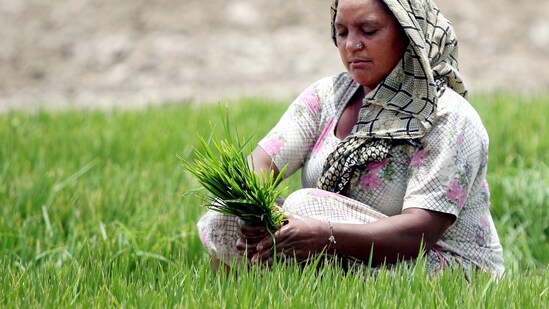 The Union cabinet committee on economic affairs announced revised minimum support prices (MSPs) for different kharif crops on Wednesday. (File photo) (HT_PRINT)
