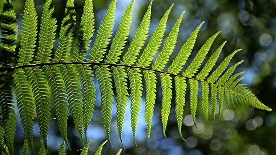3. Boston Fern: Open your home to the touch of wilderness with the Boston Fern. Oddly reminiscent of a forest canopy, the Boston Fern's tiny, feathery leaves grow into lush, bushy foliage. As they mature, the pointy leaves slowly unfurl with grace, like the forest waking up to the dawn's first light.(Pixabay )