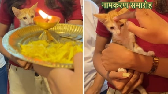 Meet Cocaya, the rescue kitten at Nari'yal Cosmetics. (Instagram/@nariyalcosmetics)