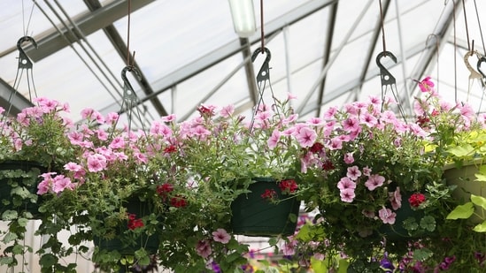 4. Petunia: For the artsy folks, the air is your canvas! Petunias bloom in the prettiest colours of pink, purple, blue, and white. These trumpet-shaped flowers will be the showstopper of your home for sure. They are low maintenance and their gorgeous hues will always keep you in high spirits (unlike your ex.)(Pexels)