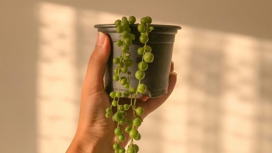 1. String of Pearls: This succulent's name sounds straight from a fantasy book. The plump-pea-shaped vines trail downwards and can grow several feet, spilling over its pot. It also bears dainty white flowers.&nbsp;(Pexels )