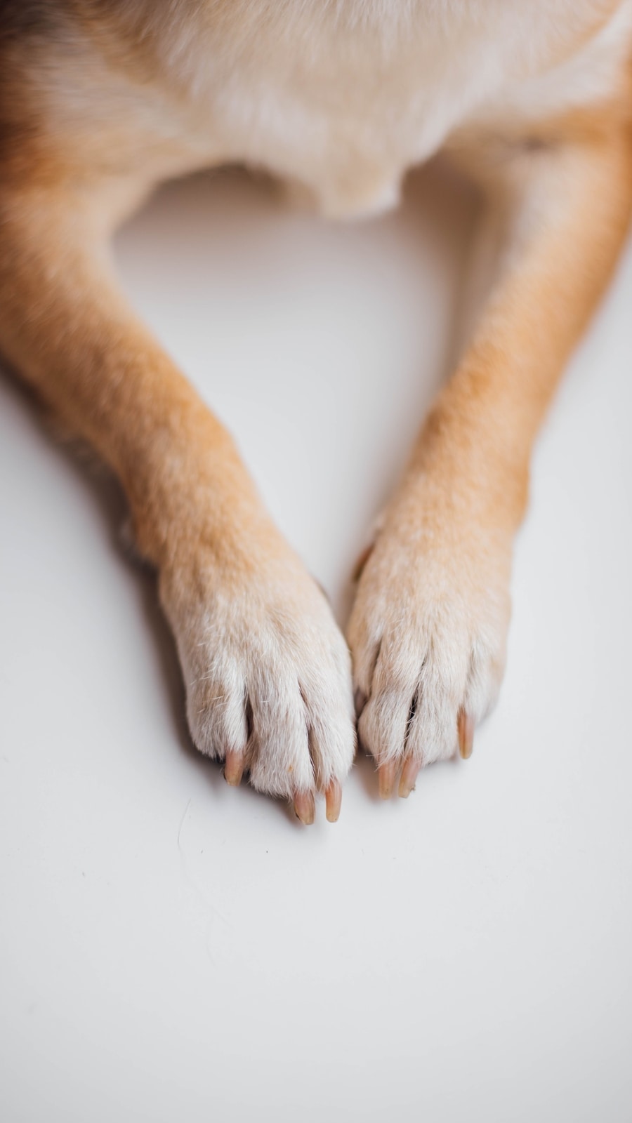 pet
