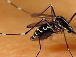 The Zika virus is transmitted through the bite of an infected Aedes mosquito, known to transmit infections like dengue and chikungunya. (REPRESENTATIVE PHOTO)
