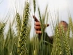 India's growth is expected to be supported by a good Rabi harvest and normal monsoons (Reuters) India's growth is expected to be supported by a good Rabi harvest and normal monsoons (Reuters)