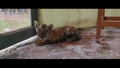 A one-month-old tiger cub rescued from South Kheri forest division on Friday. (HT Photo) A one-month-old tiger cub rescued from South Kheri forest division on Friday. (HT Photo)