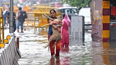 Delhi rain: A woman carries a dog as she wades through a severely waterlogged road following heavy rainfall, in New Delhi on Friday. (ANI Photo/Ishant) Delhi rain: A woman carries a dog as she wades through a severely waterlogged road following heavy rainfall, in New Delhi on Friday. (ANI Photo/Ishant)
