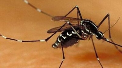 The Zika virus is transmitted through the bite of an infected Aedes mosquito, known to transmit infections like dengue and chikungunya. (REPRESENTATIVE PHOTO) The Zika virus is transmitted through the bite of an infected Aedes mosquito, known to transmit infections like dengue and chikungunya. (REPRESENTATIVE PHOTO)