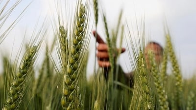 India's growth is expected to be supported by a good Rabi harvest and normal monsoons (Reuters) India's growth is expected to be supported by a good Rabi harvest and normal monsoons (Reuters)