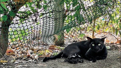 The resident cat of the park. (HT Photo) The resident cat of the park. (HT Photo)