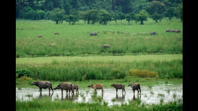 Wild Asiatic water buffalos graze in the Pobitora wildlife sanctuary on the outskirts of Guwahati, India, Thursday, June 20, 2024. The sanctuary is known for its Indian one-horned rhino population. (AP Photo/Anupam Nath) (AP) Wild Asiatic water buffalos graze in the Pobitora wildlife sanctuary on the outskirts of Guwahati, India, Thursday, June 20, 2024. The sanctuary is known for its Indian one-horned rhino population. (AP Photo/Anupam Nath) (AP)