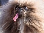 Wild Thang, a Pekingese dog, competes during the annual World's Ugliest Dog contest at the Sonoma-Marin Fair in Petaluma, California, on June 21, 2024. 