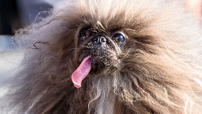 Wild Thang, a Pekingese dog, competes during the annual World's Ugliest Dog contest at the Sonoma-Marin Fair in Petaluma, California, on June 21, 2024. (AFP) Wild Thang, a Pekingese dog, competes during the annual World's Ugliest Dog contest at the Sonoma-Marin Fair in Petaluma, California, on June 21, 2024. (AFP)