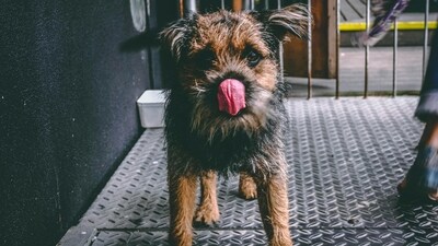 If your pet is constantly scratching and licking, it may be struggling with skin issues that need attention. (Pexels) If your pet is constantly scratching and licking, it may be struggling with skin issues that need attention. (Pexels)