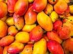 Third annual mango festival celebrates agriculture and heritage in Khor Fakkan