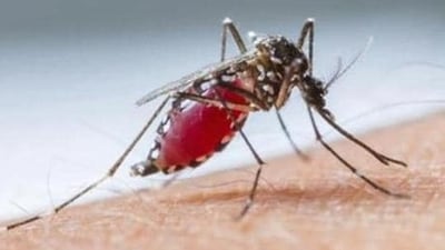 Additionally, an 80-year-old woman from Tamil Nadu, who had breast and colon cancer, exhibited dengue symptoms but did not die from the disease. (HT File Photo) Additionally, an 80-year-old woman from Tamil Nadu, who had breast and colon cancer, exhibited dengue symptoms but did not die from the disease. (HT File Photo)