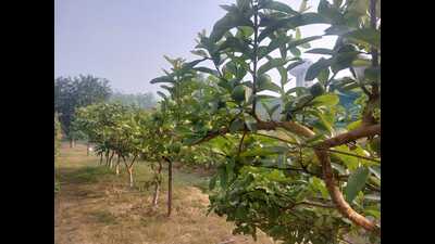 Espalier technique being tried out in a Guava orchard in Prayagraj. (HT PHOTO)